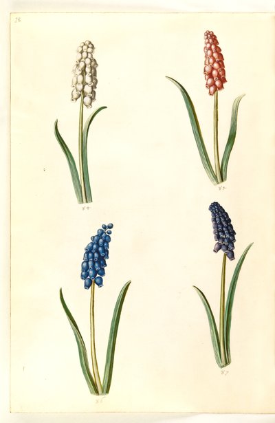 Muscari botryoides (közönséges gyöngyházi jácint) alkotó: Hans Simon Holtzbecker