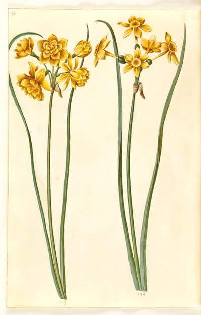 Narcissus jonquilla (siv-narcis) alkotó: Hans Simon Holtzbecker