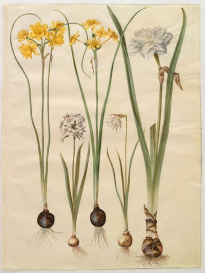 Narcissus jonquilla (siv-narcis); Narcissus tazetta (tazet); Narcissus pseudonarcissus moschatus (pézsma-nárcisz); költői nárcisz (pinselilje) alkotó: Hans Simon Holtzbecker