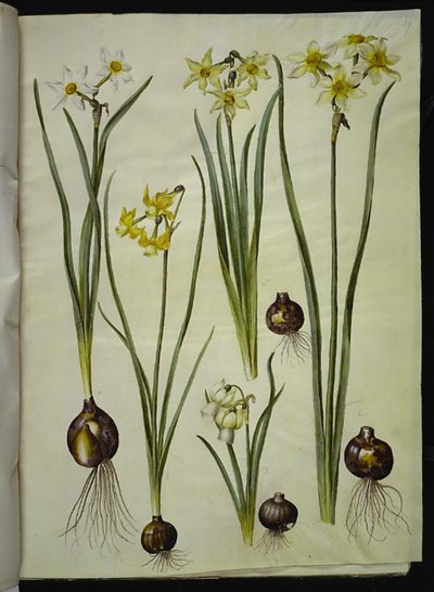 Költői nárcisz (pinselilje); Narcissus triandrus (orchidea-nárcisz); Narcissus ×mediluteus (toblomstret narcissus) alkotó: Hans Simon Holtzbecker
