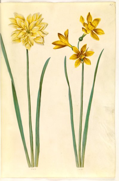 Narcissus pseudonarcissus (nárcisz); Narcissus tazetta aureus (arany-tazet) alkotó: Hans Simon Holtzbecker