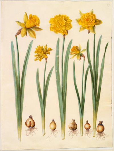 Narcissus pseudonarcissus alkotó: Hans Simon Holtzbecker