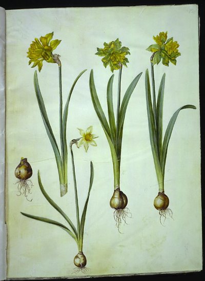 Narcissus pseudonarcissus; Nárcisz? ×összehasonlíthatatlan (nárcisztikus) alkotó: Hans Simon Holtzbecker