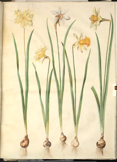 Narcissus pseudonarcissus; Költői nárcisz (pinselilje); Nárcisz × összehasonlíthatatlan (van-nárcisz) alkotó: Hans Simon Holtzbecker