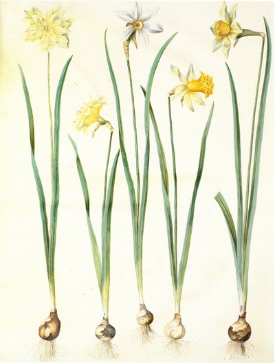 Narcissus pseudonarcissus, Narcissus poeticus, Narcissus × incomparabilis alkotó: Hans Simon Holtzbecker