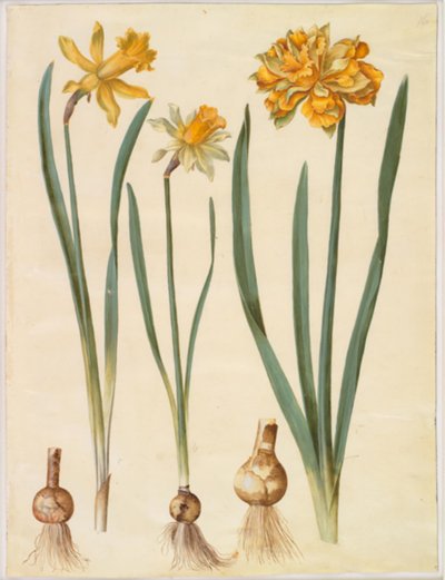 Narcissus pseudonarcissus major (nagy nárcisz); Narcissus pseudonarcissus bicolor (kétszínű nárcisz); Narcissus pseudonarcissus alkotó: Hans Simon Holtzbecker