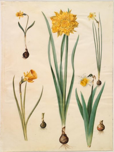 Narcissus pseudonarcissus minor; Narcissus pseudonarcissus (nárcisz); Narcissus ×tenuior; Narcissus bulbocodium (crinoline narcissus); Narcissus pseudonarcissus bicolor (kétszínű nárcisz) alkotó: Hans Simon Holtzbecker