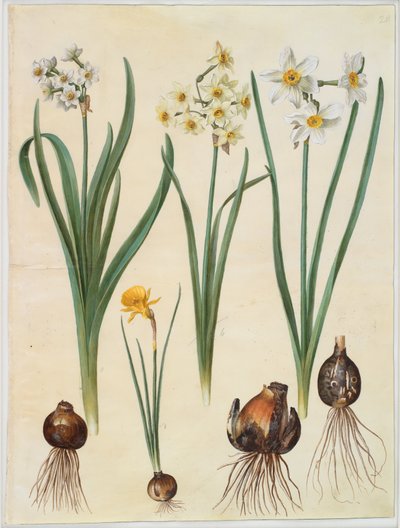 Narcissus tazetta; Narcissus orientalis; Corbularia bulbocodium alkotó: Hans Simon Holtzbecker