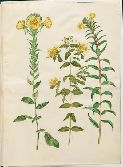 Oenothera biennis (kétéves ligetszépe); Hypericum hircinum (büdös orbáncfű); Oenothera rubricaulis (piros gyümölcsű ligetszépe) alkotó: Hans Simon Holtzbecker
