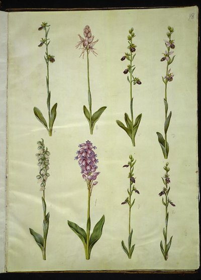 Ophrys apifera vagy Ophrys sphegodes (méhlegyvirág vagy korai légyvirág); "Orchis simia" (fantáziavirág); Ophrys apifera (légyvirág); Orchis (kakukkfű); Orchis militaris (lovagkakukkfű); Ophrys insectifera (közönséges légyvirág) alkotó: Hans Simon Holtzbecker