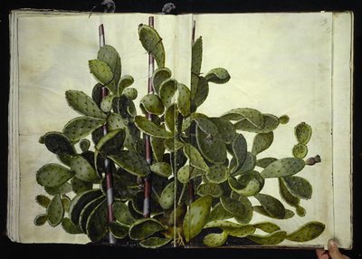 Opuntia ficus-indica, Opuntia humifusa vagy Opuntia monacantha (art af figenkaktus) alkotó: Hans Simon Holtzbecker