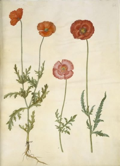 Papaver dubium (kerítés mák); Papaver rhoeas (szemes mák) alkotó: Hans Simon Holtzbecker