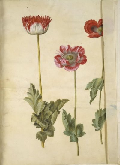 Ópium mák (ópium mák) alkotó: Hans Simon Holtzbecker