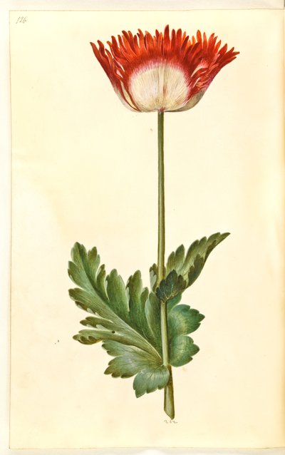 Ópium mák (ópium mák) alkotó: Hans Simon Holtzbecker