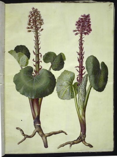 Petasites hybridus (piros patkó) alkotó: Hans Simon Holtzbecker