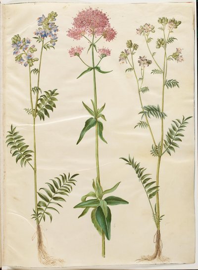 Polemonium caeruleum (közönséges Jákob-létra); Centranthus ruber (piros spórás valerián) alkotó: Hans Simon Holtzbecker