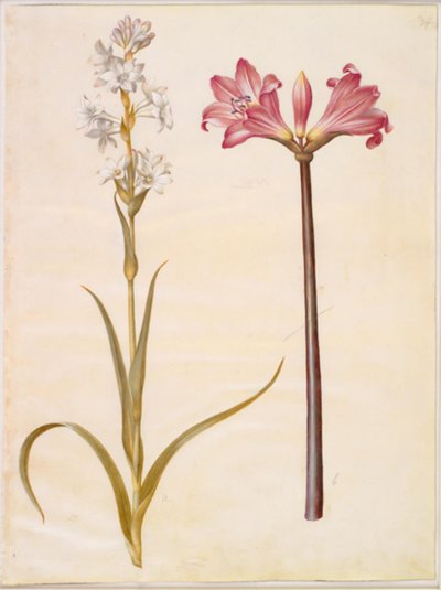 Polianthes tuberosa (tuberóz); Amaryllis belladonna (belladonnalilje) alkotó: Hans Simon Holtzbecker