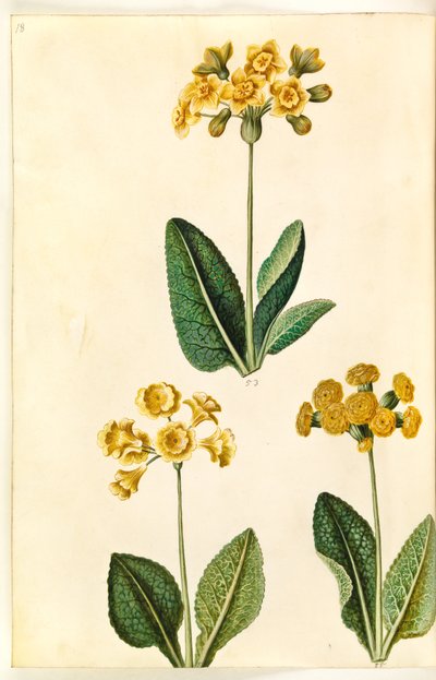 Primula ×polyantha (?); Tavaszi kankalin (?) alkotó: Hans Simon Holtzbecker