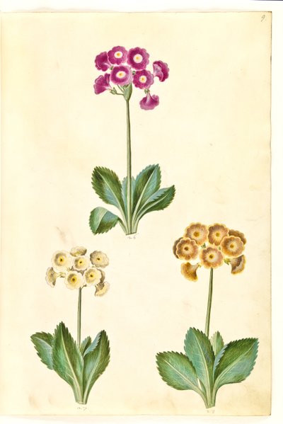 Primula × pubescens (have-aurikel) alkotó: Hans Simon Holtzbecker