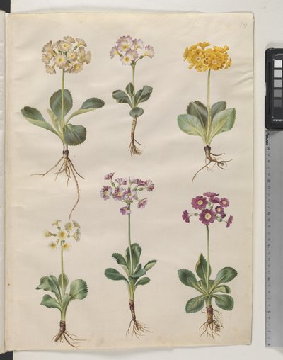 Primula × pubescens Wulfen (have-auricula) alkotó: Hans Simon Holtzbecker