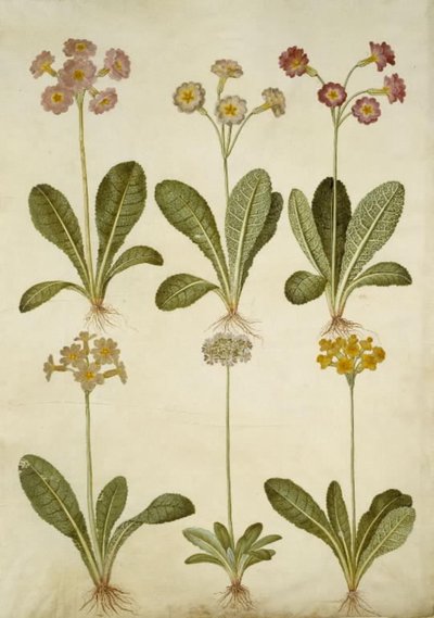 Primula veris (üreges nyakú tehénborsó hibrid); Primula farinosa (virágzó tehénborsó) alkotó: Hans Simon Holtzbecker
