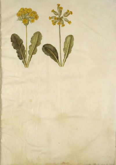 Primula veris (üreges nyakú tehénborsó hibrid); Primula veris (üreges nyakú tehénborsó) alkotó: Hans Simon Holtzbecker