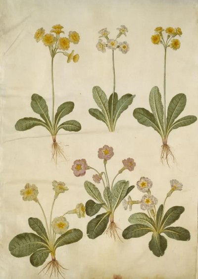 Primula veris (üreges nyakú tehénborsó hibrid); Primula vulgaris (nagy virágú tehénborsó hibrid) alkotó: Hans Simon Holtzbecker