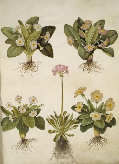 Primula vulgaris (nagyvirágú kankalin hibridje); Primula farinosa (virágzó tehénborsó) alkotó: Hans Simon Holtzbecker