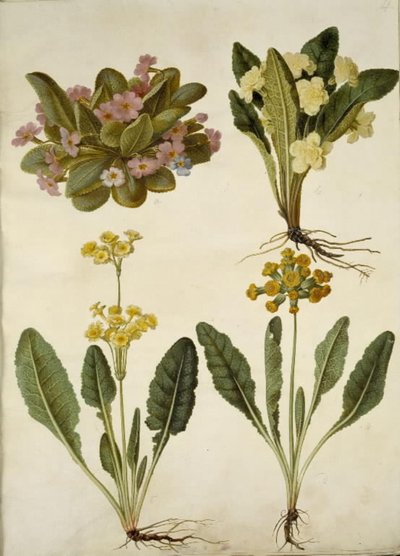 Primula vulgaris (farsangi tehénpajzs); Primula vulgaris (nagyvirágú kankalin hibridje); Primula veris (üreges nyakú tehénborsó hibrid) alkotó: Hans Simon Holtzbecker
