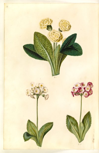 Primula vulgaris (nagyvirágú tehénpajzs); Primula × pubescens (kerti fülkagyló) alkotó: Hans Simon Holtzbecker
