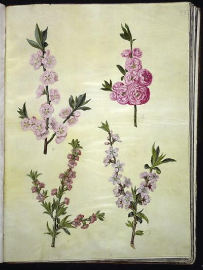 Prunus dulcis (mandula); Prunus persica alkotó: Hans Simon Holtzbecker