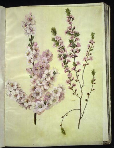 Prunus dulcis (mandula); Prunus tenella (törpe mandula) alkotó: Hans Simon Holtzbecker