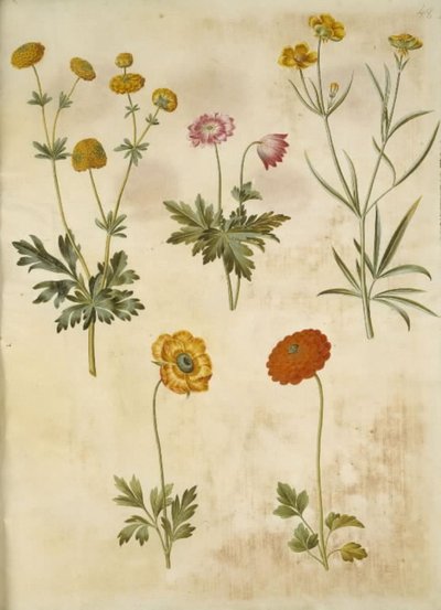 Ranunculus acris (guldknap-ranunkel); Anemone nemorosa (hvid anemone); Ranunculus Illyricus (sztyeppe-ranunkel); Ranunculus asiatica (have-ranunkel) alkotó: Hans Simon Holtzbecker