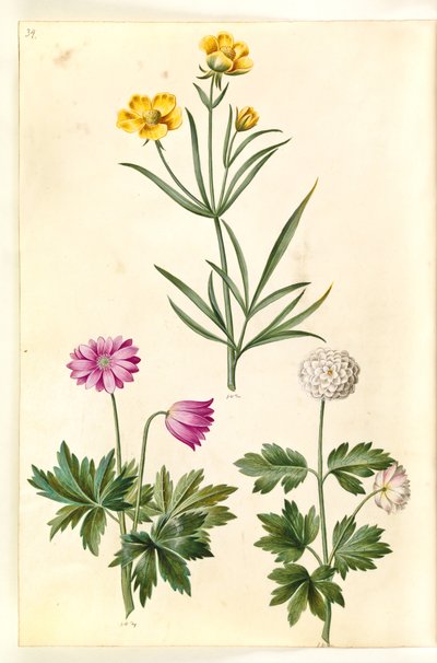 Ranunculus Illyricus (sztyeppe-ranunkel); Erdei kökörcsin (hvid anemone) alkotó: Hans Simon Holtzbecker