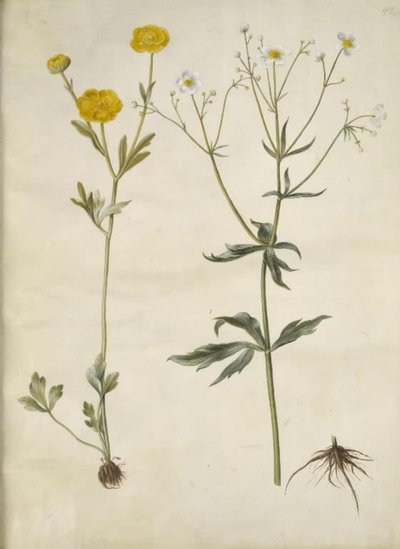 Ranunculus monspeliacus (selyemboglárka); Ranunculus aconitifolius (Ranunculus aconitifolius) alkotó: Hans Simon Holtzbecker