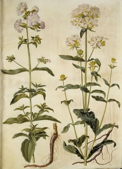 Saponaria officinalis (közönséges szappanfű) alkotó: Hans Simon Holtzbecker