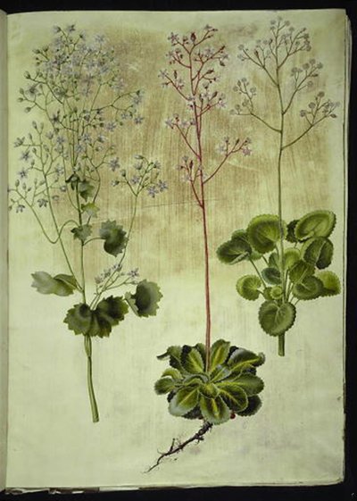 Saxifraga rotundifolia (kereklevelű kőfű); Saxifraga umbrosa (Shadow Saxifrage); Saxifraga geum (porcelán virág) alkotó: Hans Simon Holtzbecker