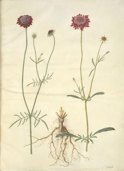 Scabiosa atropurpurea (enkeblomst) alkotó: Hans Simon Holtzbecker