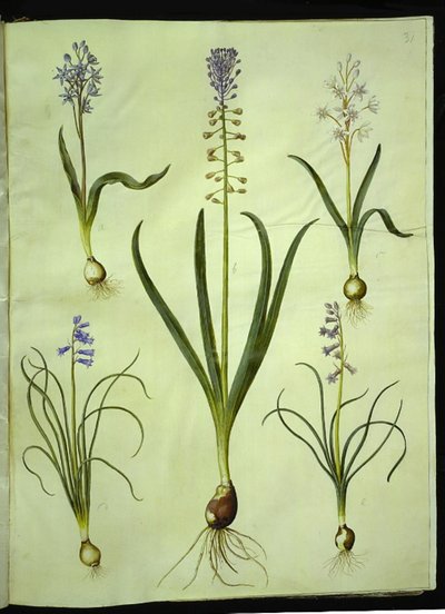 Scilla bifolia (kétlevelű scilla); Muscari comosum (szürkületi jácint); Brimeura amethystina (pireneusi jácint) alkotó: Hans Simon Holtzbecker