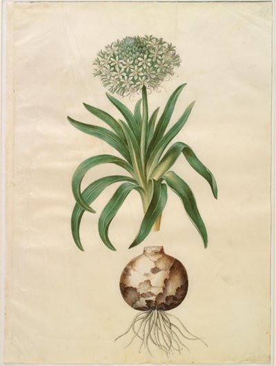 Scilla peruviana (óriás scilla) alkotó: Hans Simon Holtzbecker