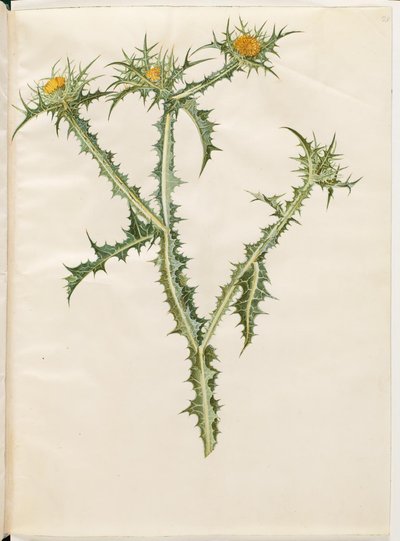 Scolymus hispanicus (spanyol aranybogáncs) alkotó: Hans Simon Holtzbecker