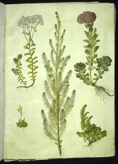 Sedum album (fehér kőfű); Sedum anacamseros (kereklevelű kőfű); Sedum (sziklafű); Suaeda vera (bokor lúdtalp); Sedum rupestre (hegyi kőfű) alkotó: Hans Simon Holtzbecker