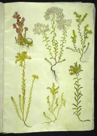 Sempervivum arachnoideum (pókhálós házihagyma); Sedum album (fehér kőfű); Sedum acre (harapós kőfű); Sedum rupestre (hegyi kőfű); Sedum sexangulare (hatsoros kőfű) alkotó: Hans Simon Holtzbecker