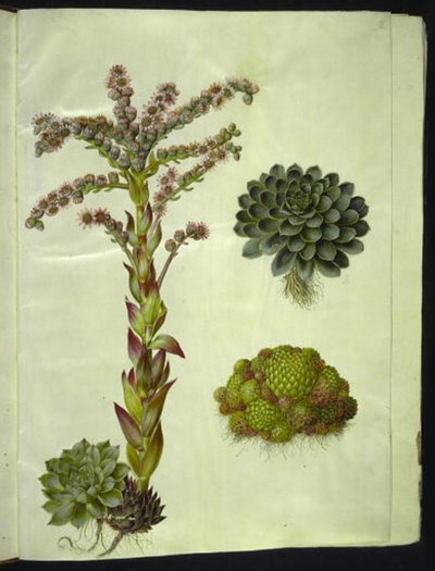 Örök tetők (almindelig husløg); Örökzöld hegy (bjerg-husløg) alkotó: Hans Simon Holtzbecker