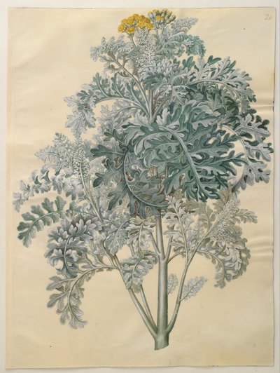 Senocio bicolor alkotó: Hans Simon Holtzbecker