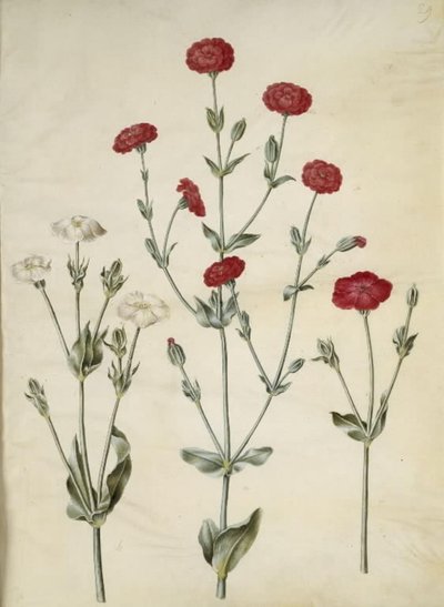 Silene coronaria (koronás tengeri sün) alkotó: Hans Simon Holtzbecker