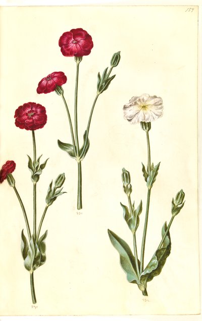 Silene coronaria (koronás tengeri sün) alkotó: Hans Simon Holtzbecker