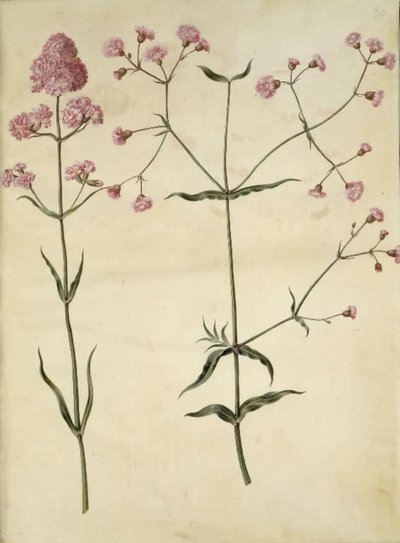 Silene viscaria (közönséges kátrányszegfűszeg); Silene (parafa korona) alkotó: Hans Simon Holtzbecker