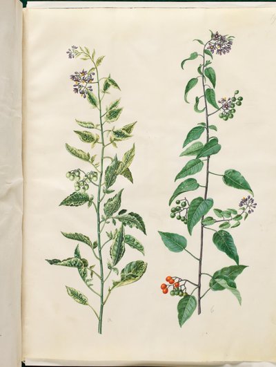 Solanum dulcamara (keserésédes nadálytő) alkotó: Hans Simon Holtzbecker
