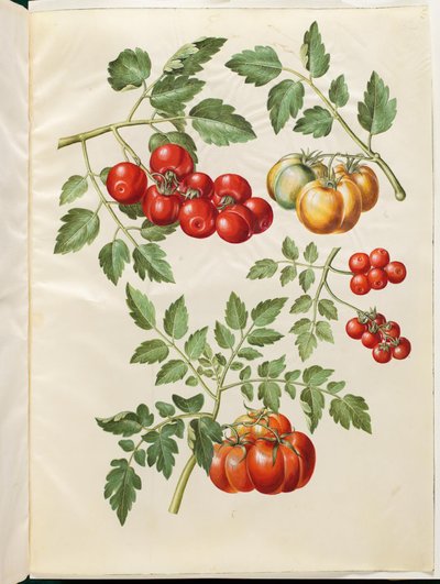 Solanum lycopersicum L. (almindelig paradicsom) alkotó: Hans Simon Holtzbecker